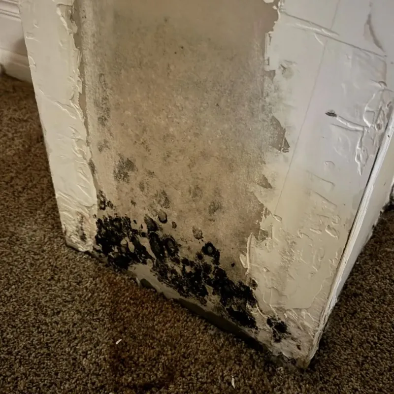 Professional Mold Removal in Rankin, TX